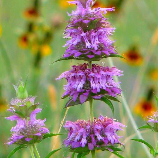 50 seeds Monarda Citriodora  Bee Balsam, easy to grow #ABG17