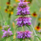 50 seeds Monarda Citriodora  Bee Balsam, easy to grow #ABG17