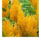 25 Seeds Celosia Plumosa Glitters Yellow,easy to grow  #ABG17