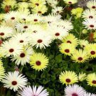 100 flower Seeds Ice Plant  Livingston Daisy Yellow    #ABG17