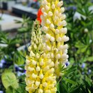 25 flower Seeds Lupine  Polyphyllus  Chandelier   #ABG17
