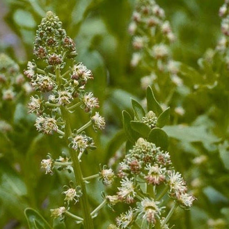100 seeds  Mignonette Machet Reseda Odorata, easy to grow  #ABG17