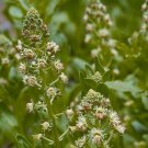 100 seeds  Mignonette Machet Reseda Odorata, easy to grow  #ABG17