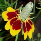 100 Seeds  Messicano Cappello Ratibida,great for gardening  #ABG17