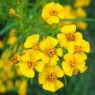 50 flower seeds  Messicano Mint Tagetes Lucida #ABG17