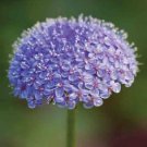 Blue Lace Flower  Didiscus Caeruleus,50 Seeds  #ABG17