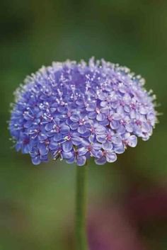 Blue Lace Flower  Didiscus Caeruleus,50 Seeds  #ABG17