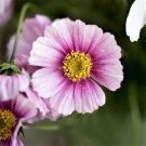 100 Seeds  Cosmos  Daydream, easy to grow   #ABG17
