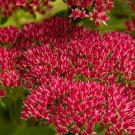 50 Seeds Sedum  Summer Glory, easy to grow  #ABG17