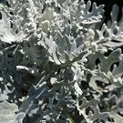 100 Seeds  Dusty Miller, easy to grow  #ABG17