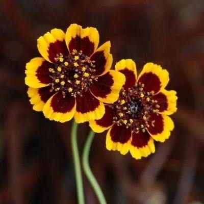 flower seeds  Cosmidium, 50 Seeds  #ABG17
