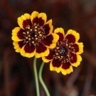 flower seeds  Cosmidium, 50 Seeds  #ABG17