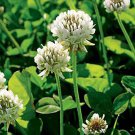 500 flower Seeds  Clover  White Dutch, great for gardening  #ABG17