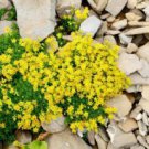 50 Seeds Sedum  Acre, easy to grow #ABG17