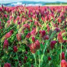 250 flower Seeds Clover Crimso, easy to grow    #ABG17