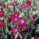 flower seeds Lychnis  Coronaria, 100 Seeds   #ABG17