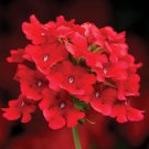 flower seeds Verbena Scarlet, 50 Seeds  #ABG17
