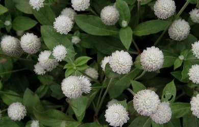flower seeds Gomphrena Globosa  White color, 50 Seeds  #ABG17