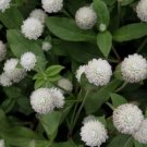 flower seeds Gomphrena Globosa  White color, 50 Seeds  #ABG17