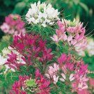 100 flower Seeds Cleomev Mixed colors, easy to grow  #ABG17