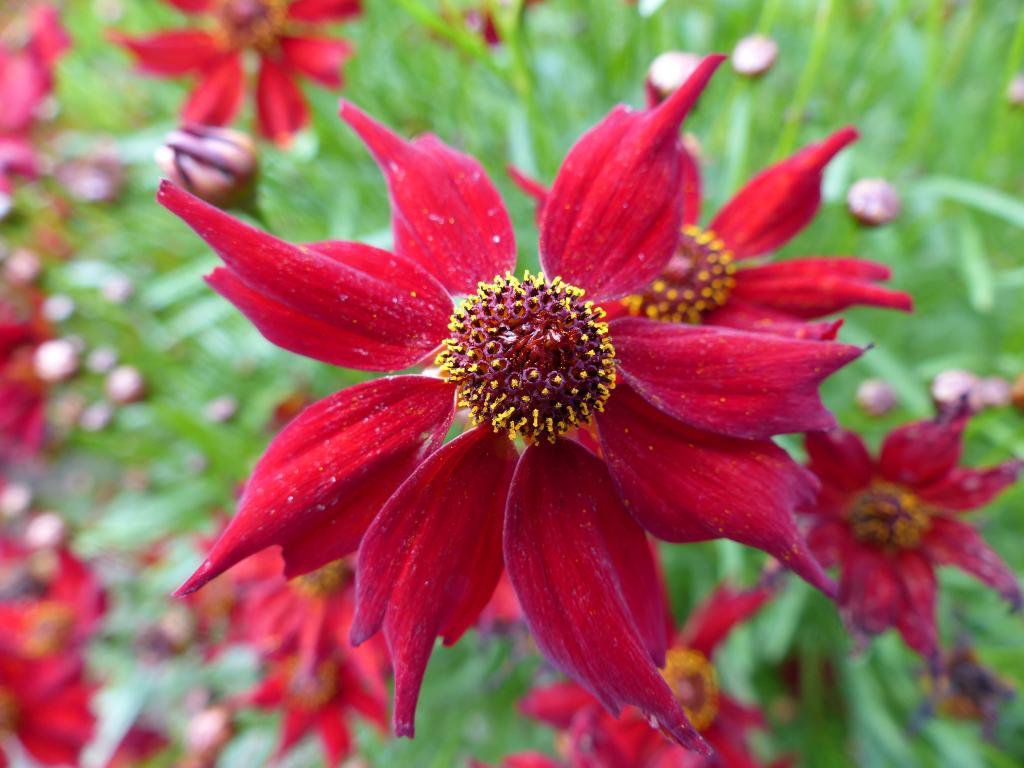 flower seeds Coreopsis Mahogany Midget,25 Seeds #ABG17