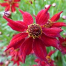 flower seeds Coreopsis Mahogany Midget,25 Seeds #ABG17