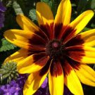 Gloriosa Daisy, 200 Seeds  #ABG17