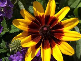 Gloriosa Daisy, 200 Seeds  #ABG17