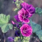 Malva Mauritiana, 25  flower seeds  #ABG17