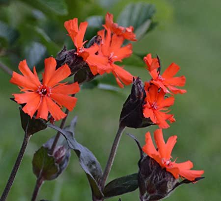 50 seeds   Lychni  Arkwrightii Vesuvius, easy to grow #ABG17