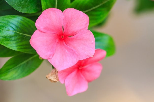 flower seeds Vinca Periwinkle Rosa, 50 seeds #ABG17