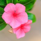 flower seeds Vinca Periwinkle Rosa, 50 seeds #ABG17