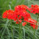 100 Seeds Lychnis  Chalcedonica, great for gardening   #ABG17