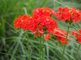 100 Seeds Lychnis  Chalcedonica, great for gardening   #ABG17