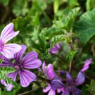 Malva Zebrina,25 flower Seeds   #ABG17