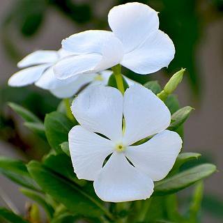 flower seeds Vinca Periwinkle Altwei, 50 seeds  #ABG17
