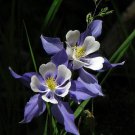 Columbine  Blue Star, 50 flower Seeds   #ABG17