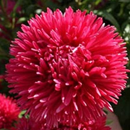 50 Seeds Aster Gremlin Double  Red color,easy to grow  #ABG17
