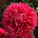 50 Seeds Aster Gremlin Double  Red color,easy to grow  #ABG17