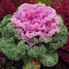 50 flower Seeds Ornamental Kale brassica oleracae, easy to grow #ABG17