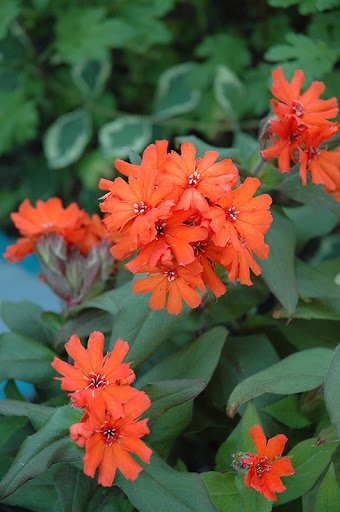 flower seeds Lychnis Arkwrightii Vesuvius,50  seeds #ABG17