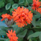 flower seeds Lychnis Arkwrightii Vesuvius,50  seeds #ABG17