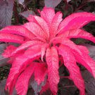 Amaranthus  Early Splendor, 100 flower Seeds #ABG17