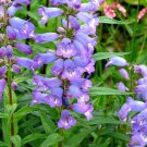 Penstemon  Showy Blue, 100 flower Seeds  #ABG17