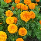 50 Seeds Marigold  Tagetes Erecta  Apricot , easy to grow #ABG17