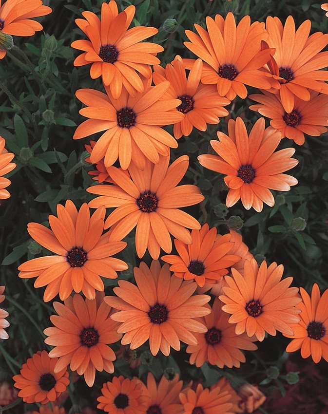 flower seed African Daisy Orange color , 50 Seeds     #ABG17