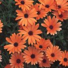 flower seed African Daisy Orange color , 50 Seeds     #ABG17