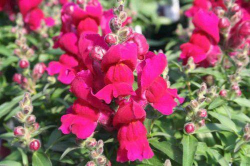 200 flower Seeds Snapdragon Ruby, great for your garden #ABG17