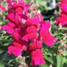 200 flower Seeds Snapdragon Ruby, great for your garden #ABG17