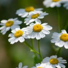 100 flower Seeds Feverfew  Parthenium, easy to grow    #ABG17
